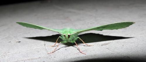Réf. 285 791 : Geometra papilionaria